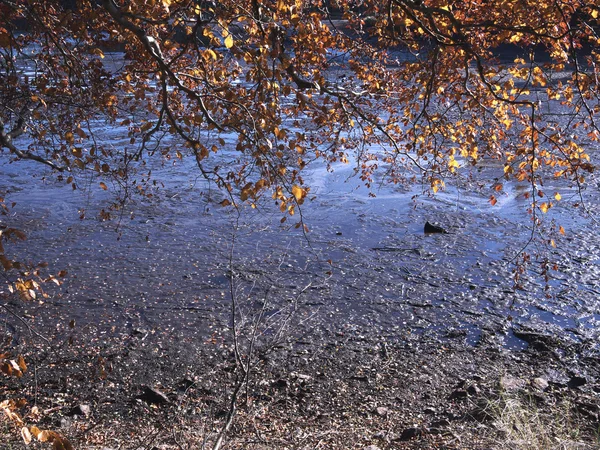 Sfondo autunnale. Foglie, acqua e fango — Foto Stock