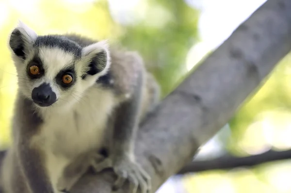 Lemur ekor cincin (Lemur catta) — Stok Foto
