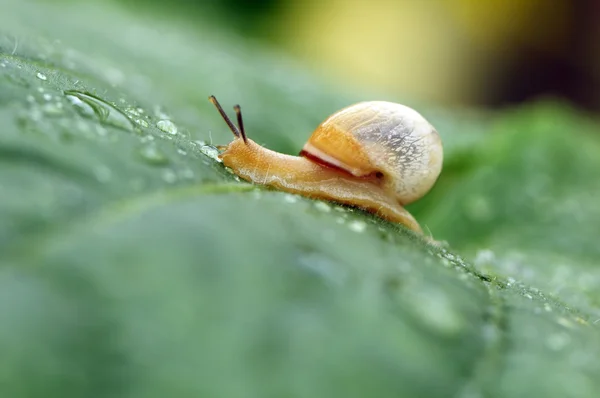 Snail on a leaf — Stock Photo, Image