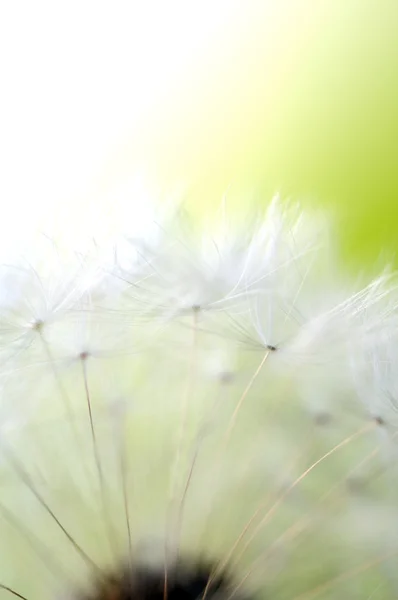 Löwenzahn — Stockfoto