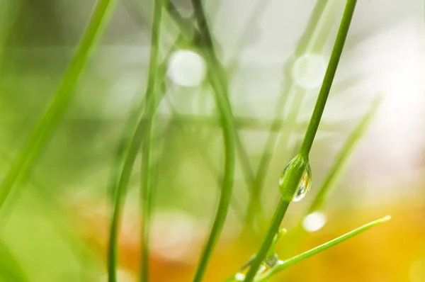 Water drop — Stock Photo, Image