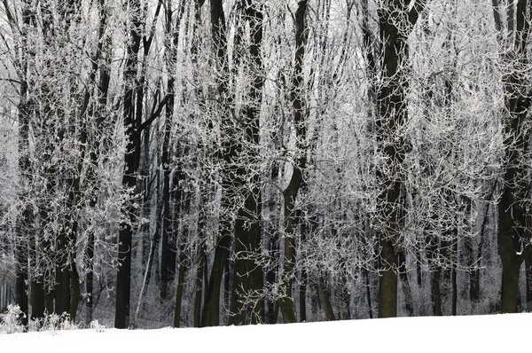 Árboles de invierno — Foto de Stock