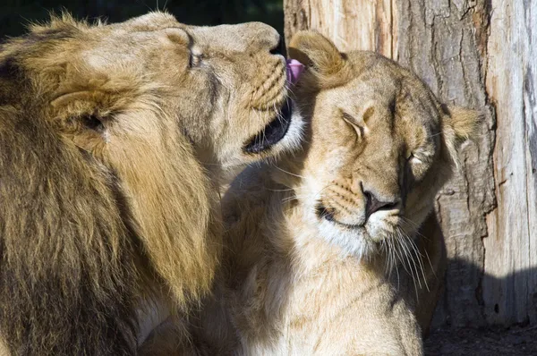 Leeuw, leeuwin en panthera leo — Stockfoto