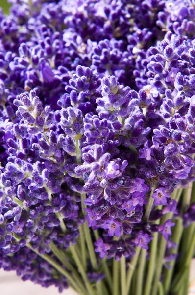 Bos van lavendel — Stockfoto