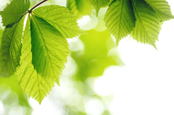 Spring green leaves — Stock Photo, Image