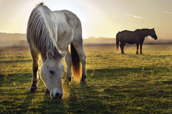 Pferde im Morgennebel — Stockfoto