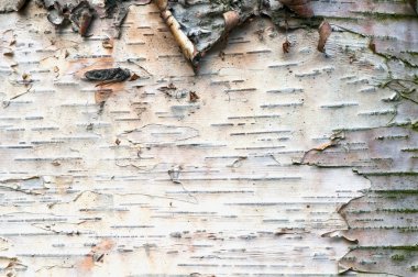 huş ağacı kabuğu