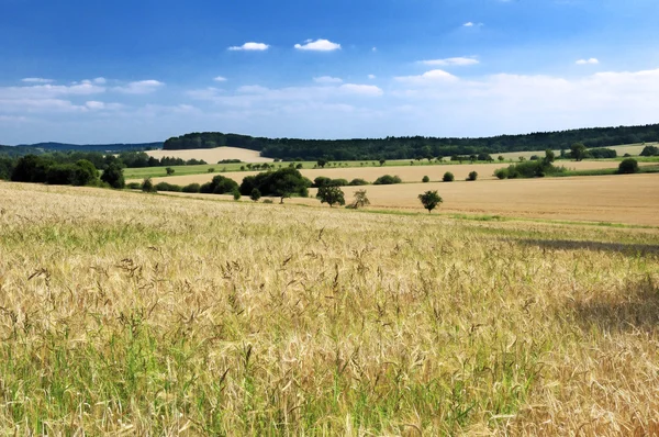 Campo in estate — Foto Stock