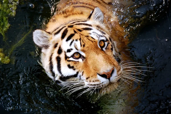 Tiger — Stockfoto