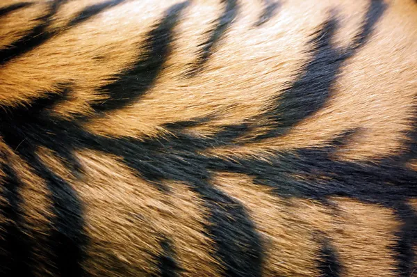 Tiger fur — Stock Photo, Image