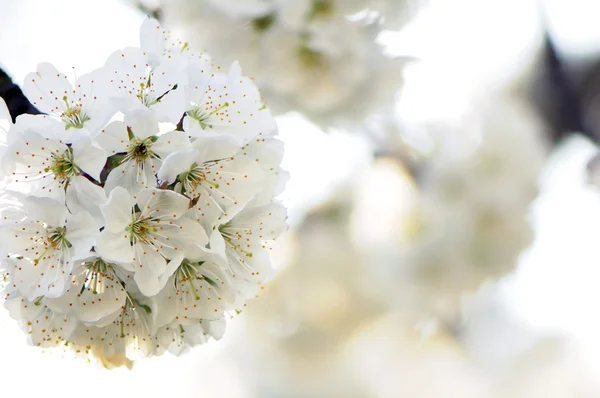 Flores de cereja — Fotografia de Stock