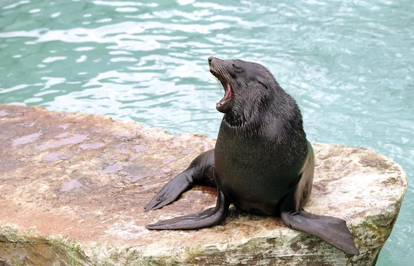 Foca de pele marrom — Fotografia de Stock