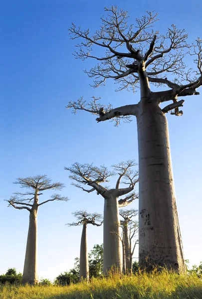 Baobab avenue — Stok fotoğraf