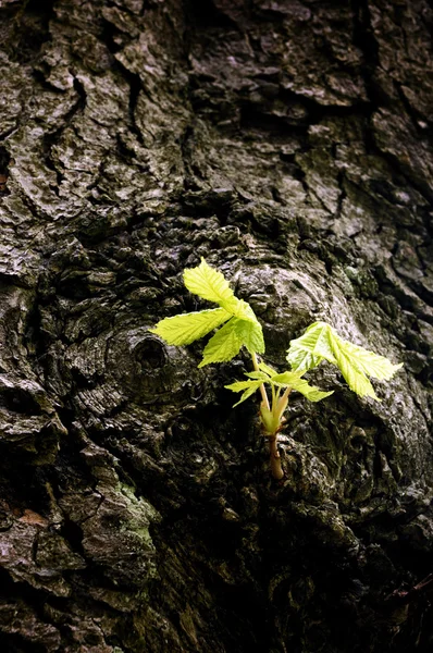 Kestane ağacı — Stok fotoğraf