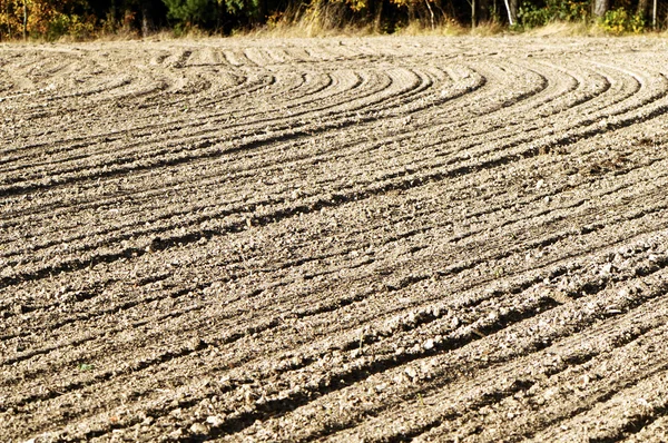 Blank autumn field — Stock Photo, Image