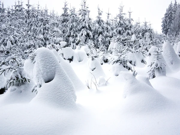 Snöig skog — Stockfoto