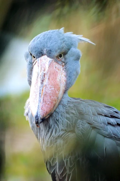 Shoebill, Whalehead — Stock Photo, Image