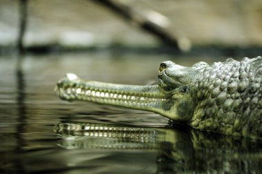 bir Hint gharial