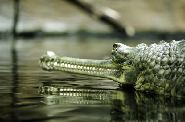 Bir Hint gharial — Stok fotoğraf