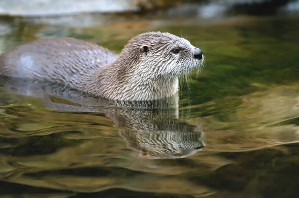 Fischotter — Stockfoto