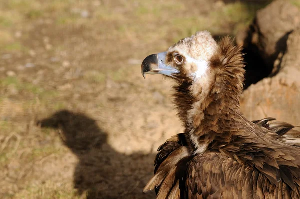 Cinereous Vulture — Stock Photo, Image