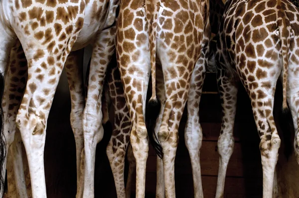 Troupeau de girafes — Photo