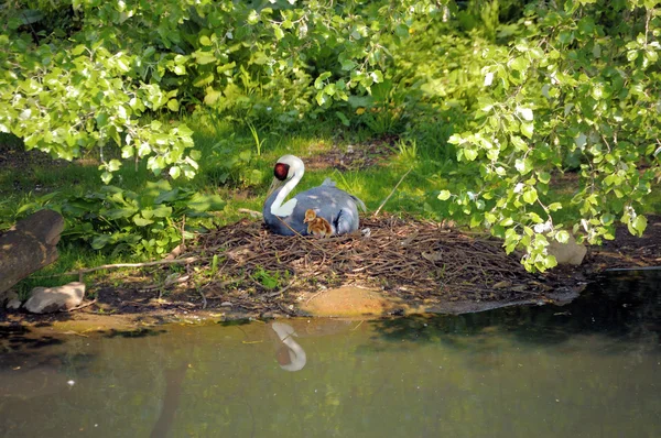 White-naped Crane — Stock Photo, Image