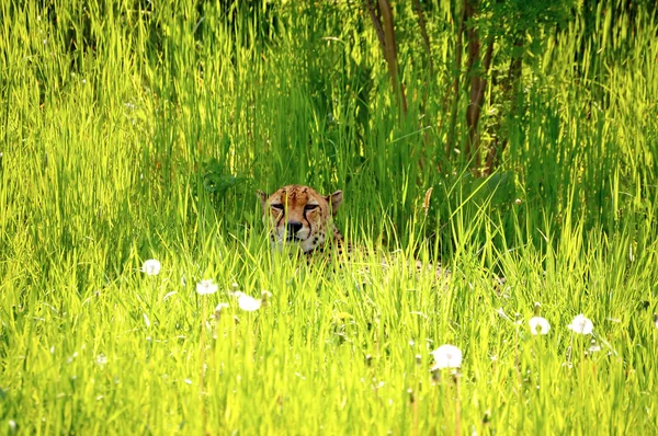 Cheetah descansando en la hierba — Foto de Stock