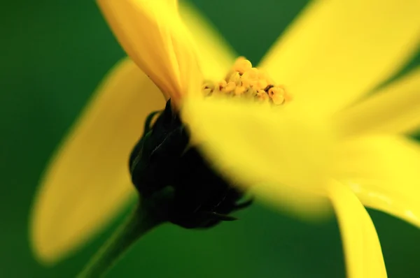 Yellow autumn flower — Stock Photo, Image