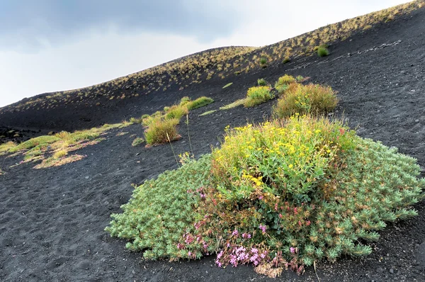 Flores al pie del volcán —  Fotos de Stock