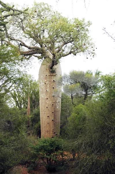 Albero di baobab — Foto Stock