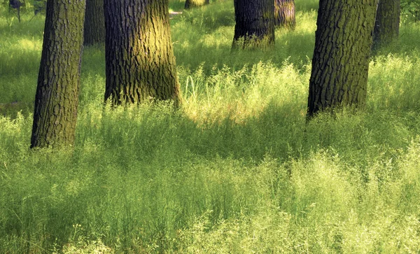 Grass and trunk — Stock Photo, Image