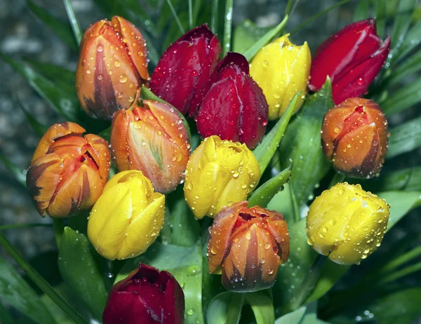 Tulipanes rojos, naranjas y amarillos — Foto de Stock