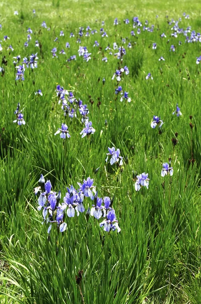 Iris sibirica — Stock Photo, Image