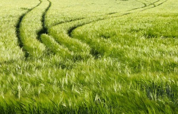 Green field — Stock Photo, Image