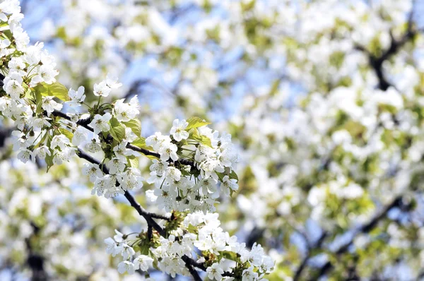 Árvore de cereja na primavera — Fotografia de Stock