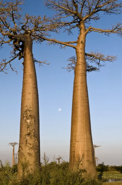 Baobab e la luna piena — Foto Stock