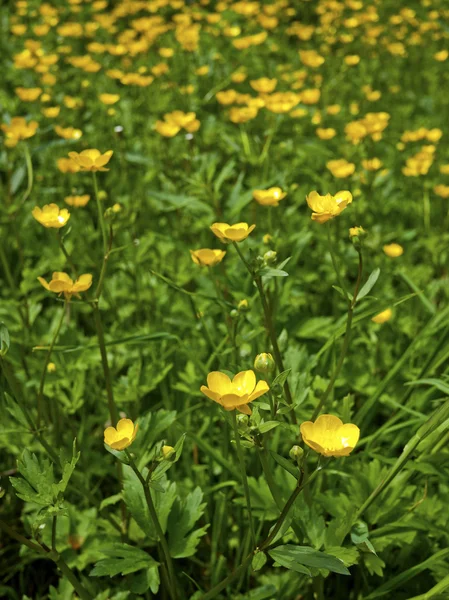 Meadow buttercup — Stock Photo, Image