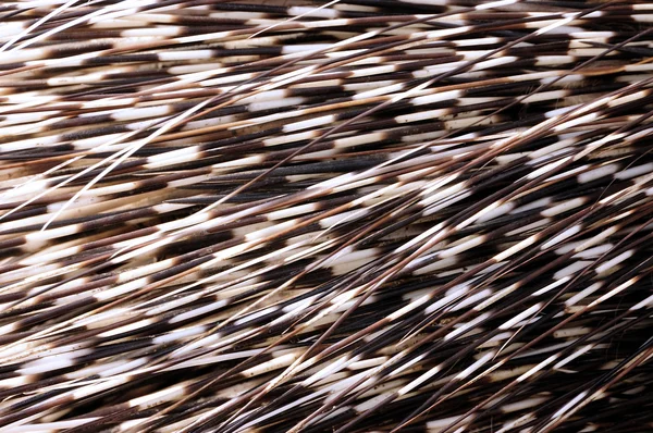 Porcupine αγκάθια — Φωτογραφία Αρχείου