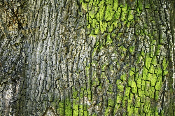 Una corteza de árbol —  Fotos de Stock