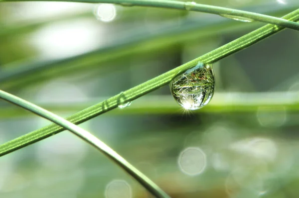 Gota de agua en la hierba — Foto de Stock