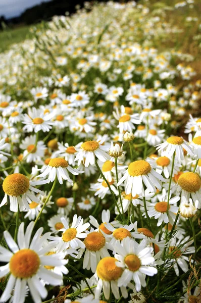 Sommerblumen — Stockfoto