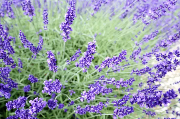 Bloeiende lavendel — Stockfoto