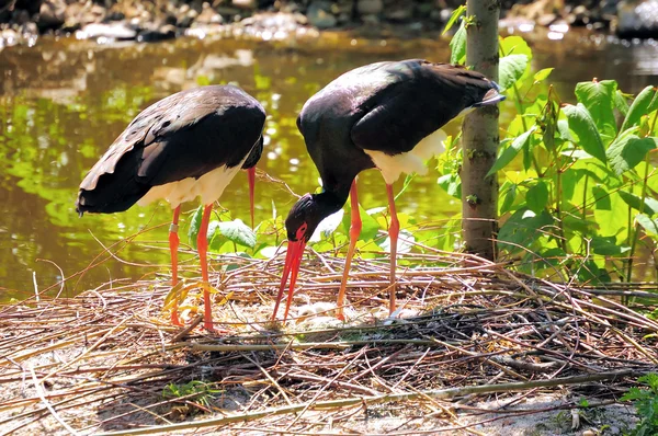 Cigüeña negra — Foto de Stock