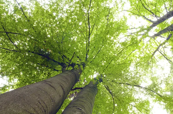Los árboles de hayas verdes —  Fotos de Stock