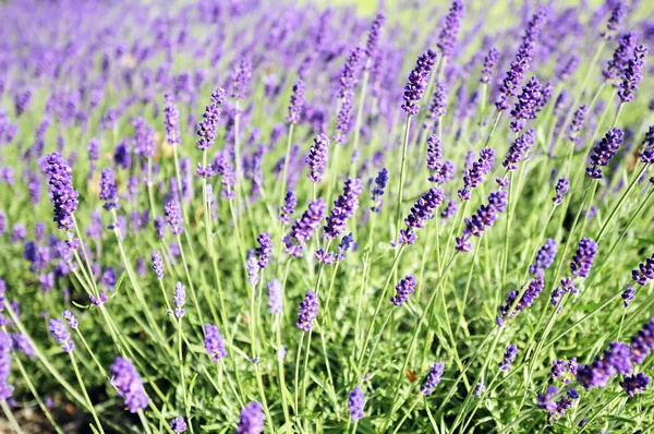 Lavanda florescente — Fotografia de Stock