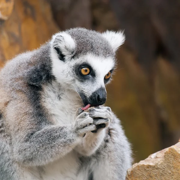 Ring-tailed lemur — Stock Photo, Image