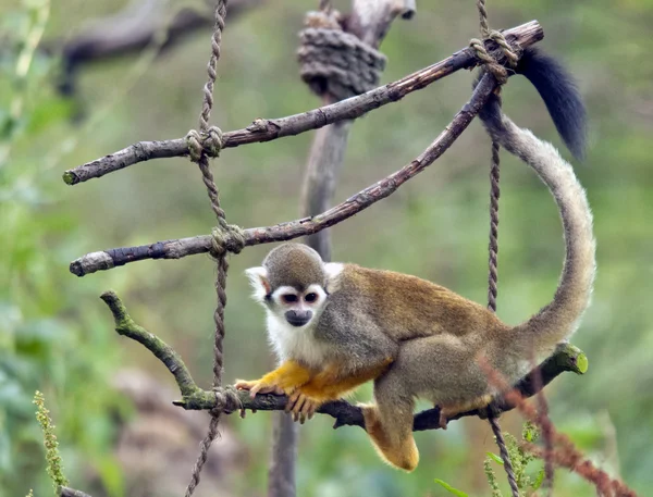 Malá opice (Saimiri sciureus) — Stock fotografie