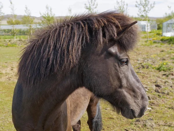 Ein isländisches Pferd — Stockfoto