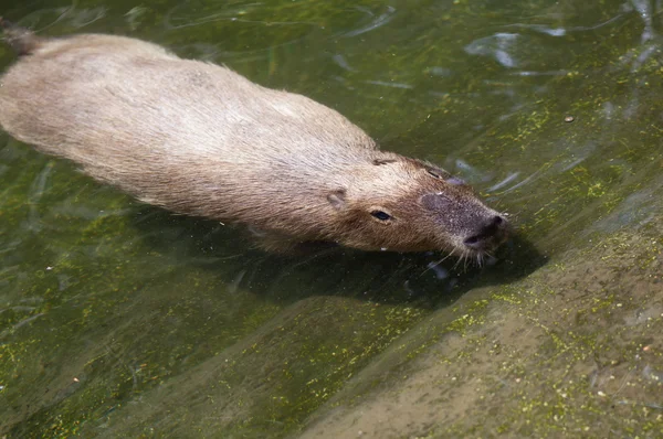 Un capibara — Foto de Stock